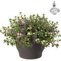 Afbeelding van Hp30 XXL Scaevola Mix
